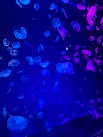 青と紫のクラゲたちの海