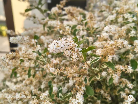 清楚な白い花、風に揺れる