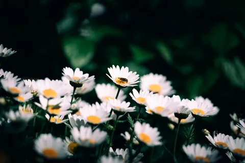 白き花のささやき