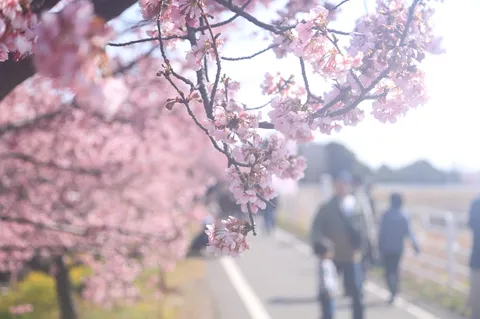 満開の桜並木と柔らかな光