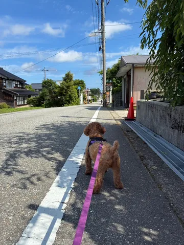 いざゆかん