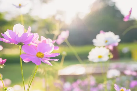 光に揺れる花の瞬き