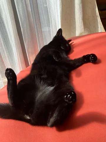 日なたで伸びる黒猫