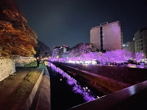 夜を彩る紫と橙のコントラスト