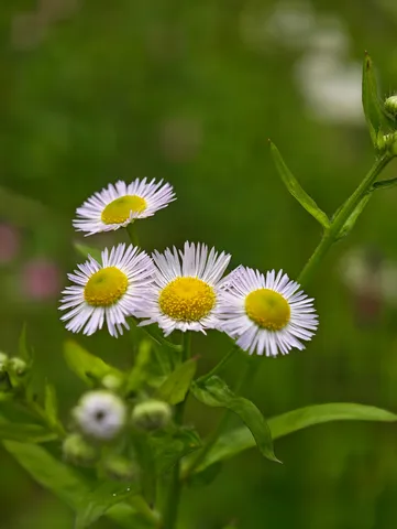 群れて咲く小さき白花