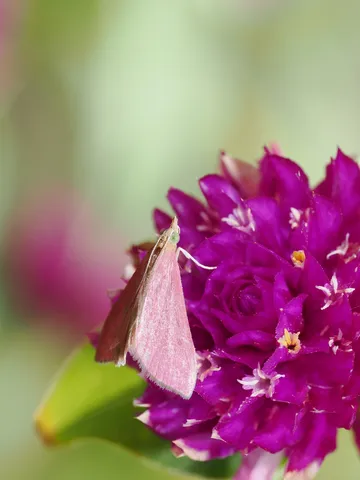 薄光の花と小さな蝶