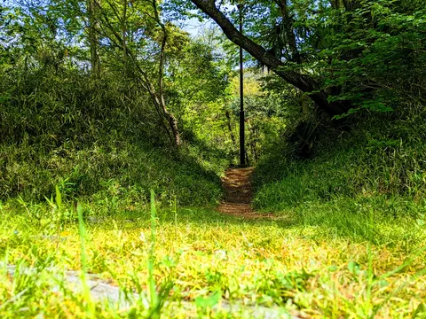 緑深き森への小道
