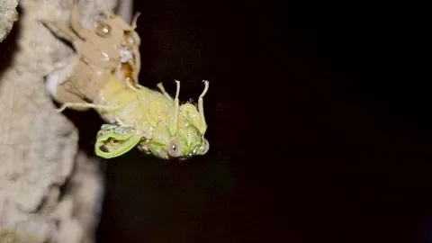 脱皮の瞬間、命の神秘