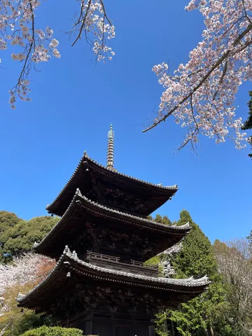 桜舞う五重塔の静寂