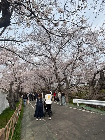 満開の桜並木とお散歩日和