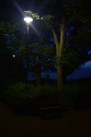 夜の灯りと木漏れ日