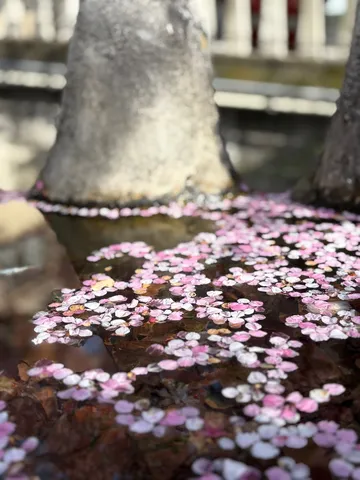 水面に揺れる花筏