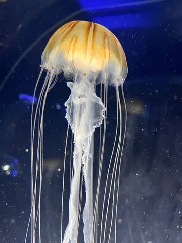 光をまとう縞模様の海月