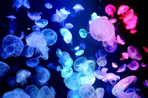 幻想的なクラゲの水中遊泳