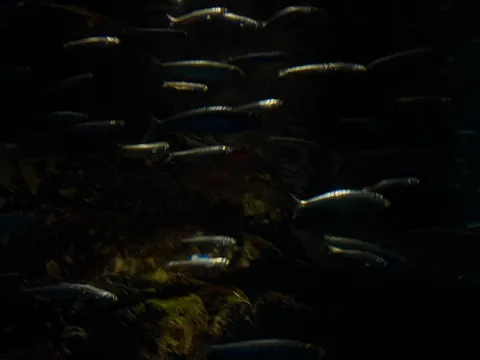 夜の海を泳ぐ星の群れ