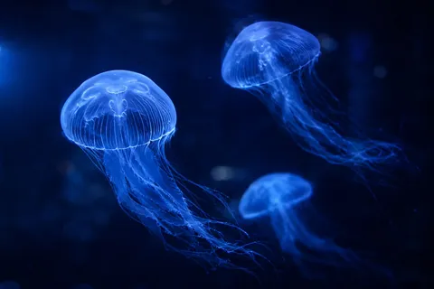 深海の青き神秘