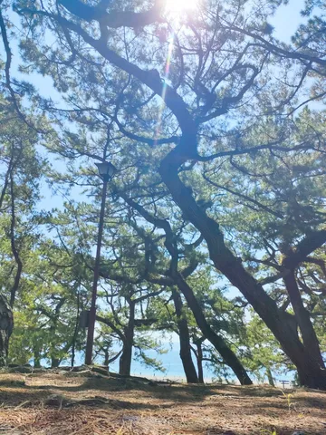ねじれ樹影と海辺の光