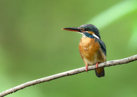 枝にとまる宝石、カワセミ