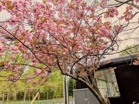 春風に舞う花びら、建築物とのコントラスト