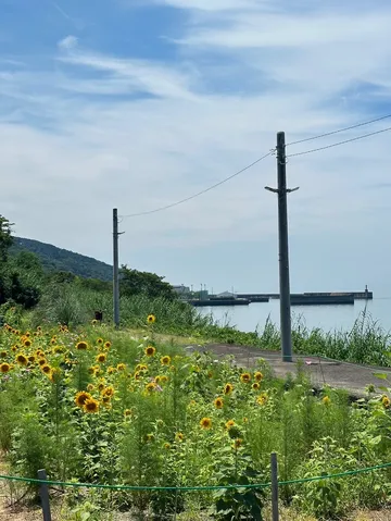 風と光のひまわり道