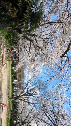 降り注ぐ桜、碧い空