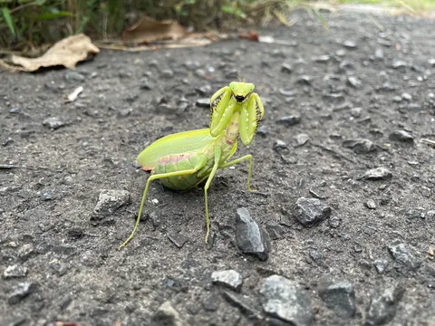 路上に佇む緑の祈り