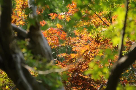 木漏れ日と紅葉のグラデーション