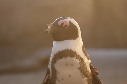 夕陽に染まるペンギンの横顔