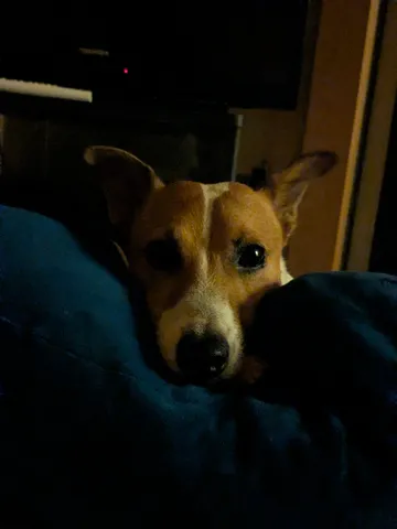 もふもふ毛布と愛犬の接近遭遇