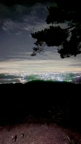 夜景と木影の境界線
