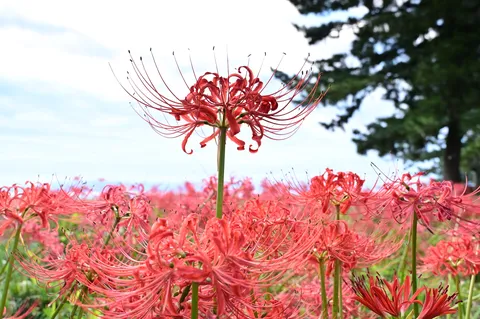細い線の花火みたい