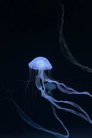 夜の海を照らす青い灯籠