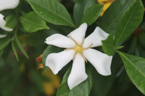 六枚花びらの白いお星様