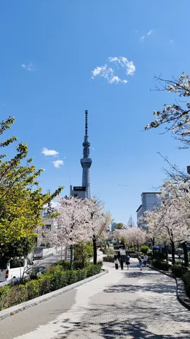 桜咲くスカイツリーへの道
