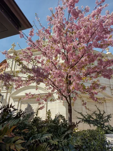 街角に咲く春の桜景