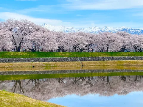 桜並木と雪山、水鏡の春景色