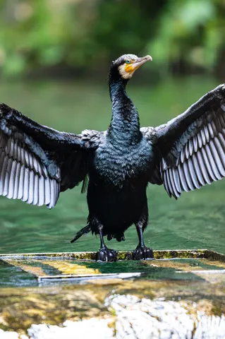 水辺に広がる漆黒の翼