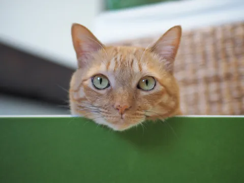 緑の縁から覗く、好奇心旺盛な猫