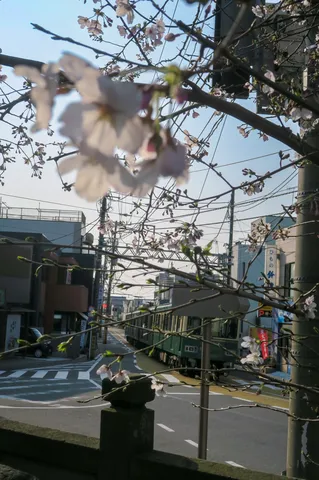 主役はどっち？桜と路面電車