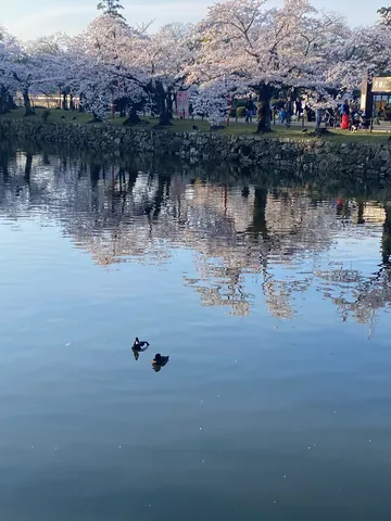 春の陽光と水辺の小景