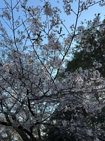 春の柔らかな光、桜の瞬間