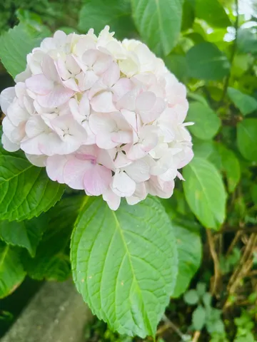 淡い夢色の紫陽花