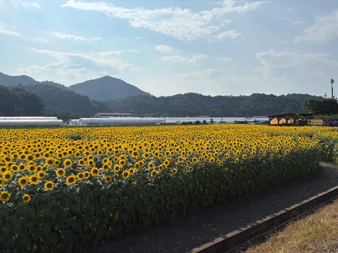 ひまわり畑の波、太陽の海