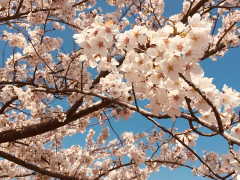 青空まで桜色に染める勢い！