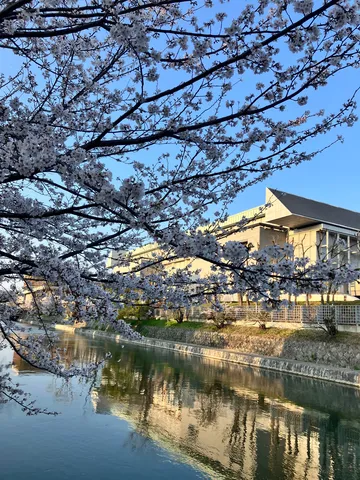 水辺を彩る桜と青空