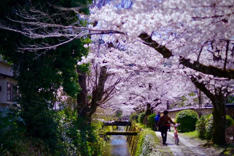 桜咲く、春のせせらぎ道