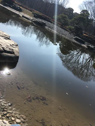 水面に光が走る庭園