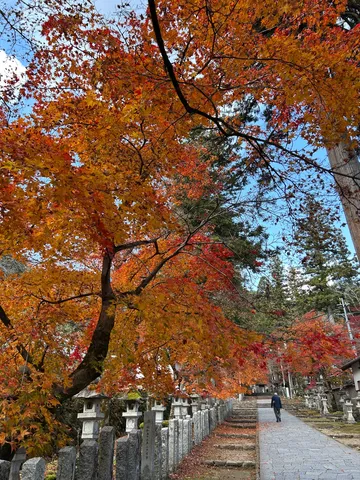 燃えるような秋の参道