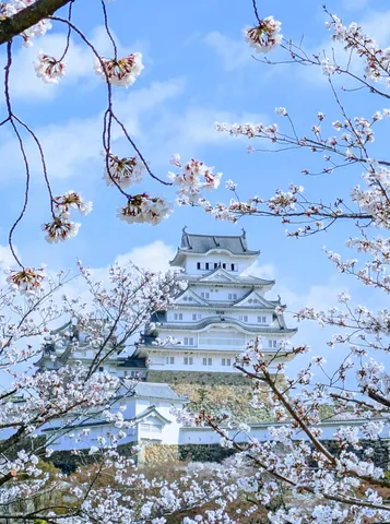 白き城、桜で着飾り中
