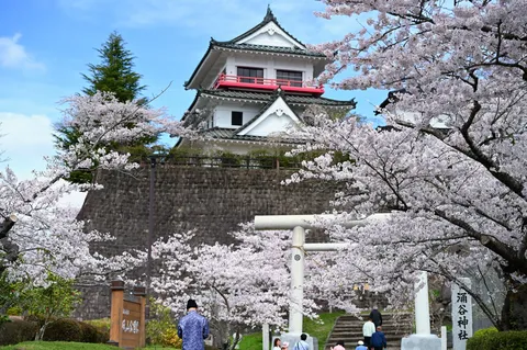 桜と古城、日本の春景色